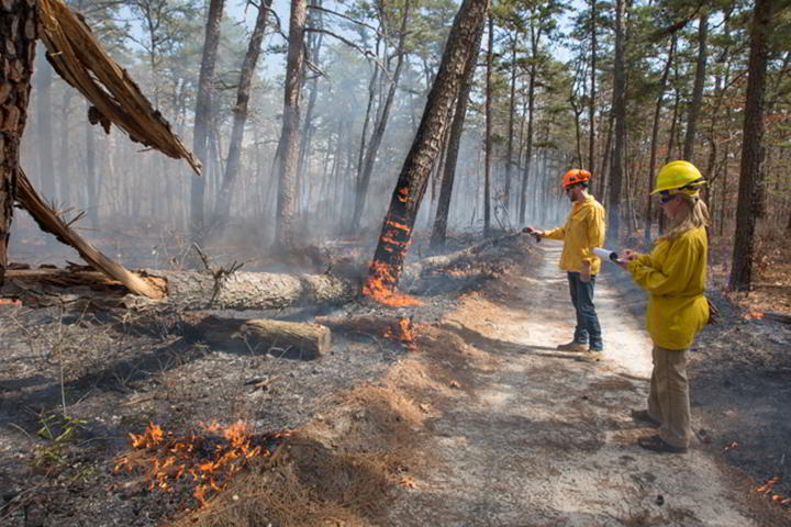 Forest Management