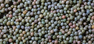 Horseshoe crab eggs