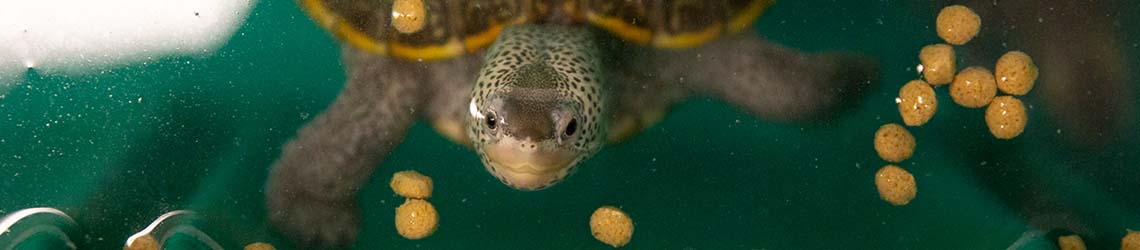 A baby terrapin swims