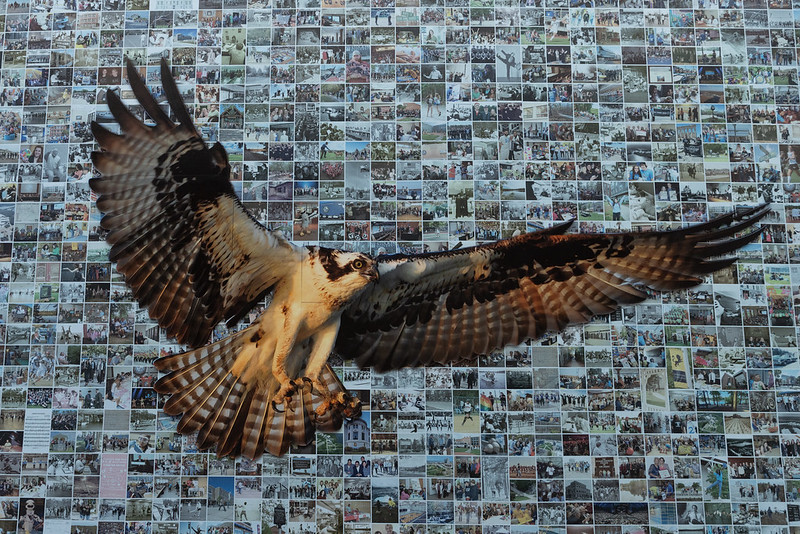 osprey photo