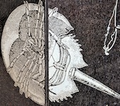 Horseshoe Crab