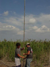 Soil Probe