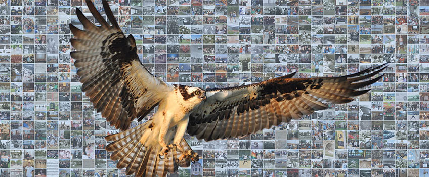 50th in Flight mosaic