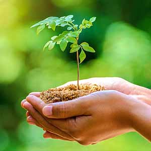 Tree in a hand