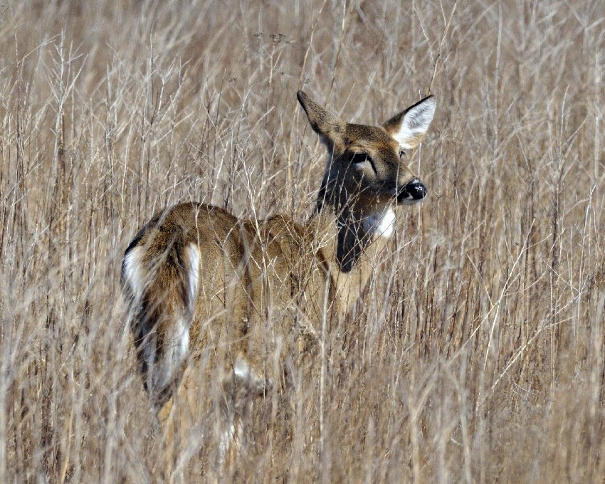 deer in grass