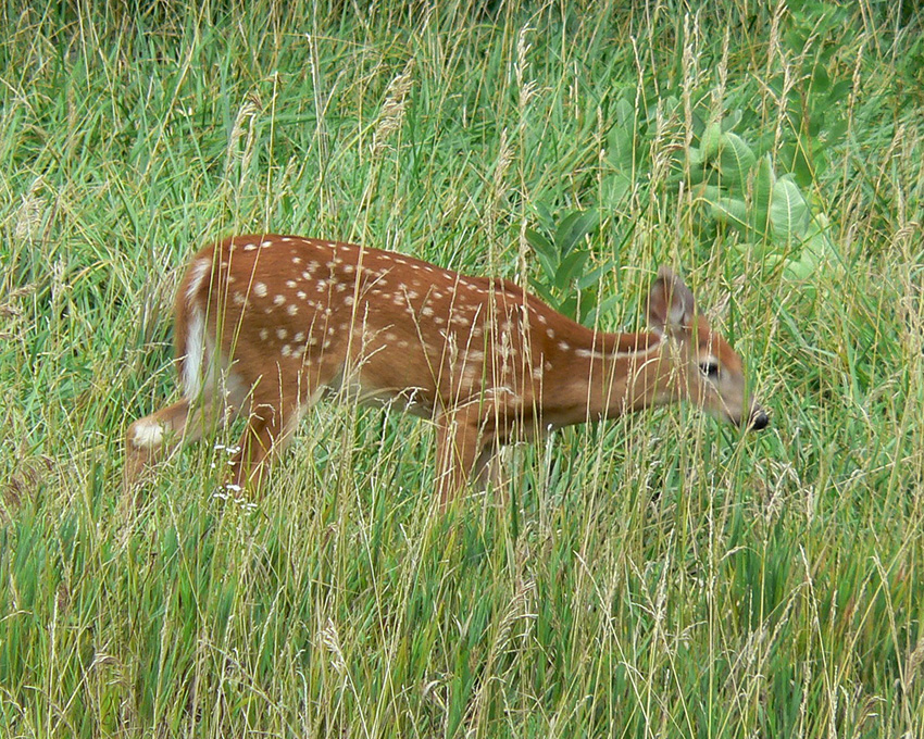 Deer in Fresh Grass