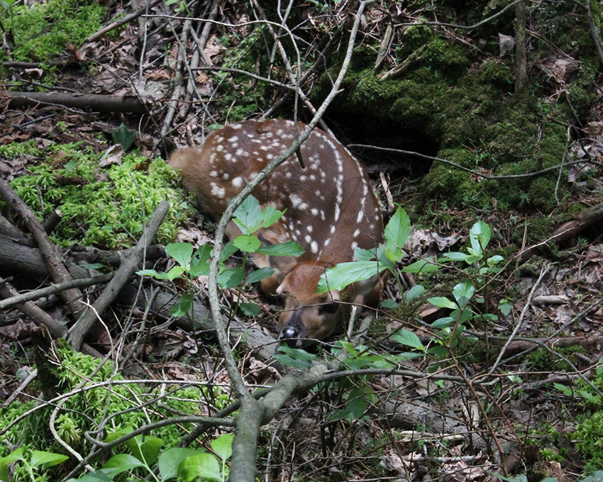 Sleeping Deer