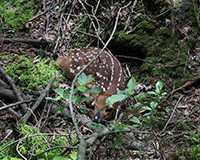 Sleeping Deer