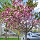 Armenian Genocide Tree at Lakeside Lane Lot