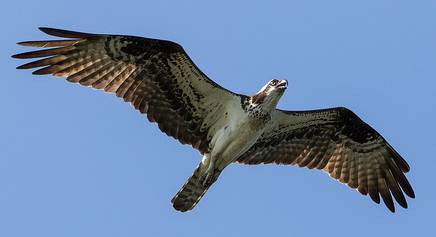 osprey