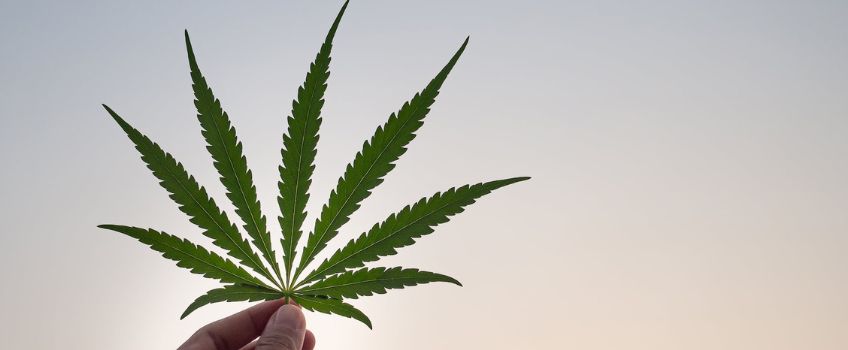 Cannabis Leaf held up to bright sky