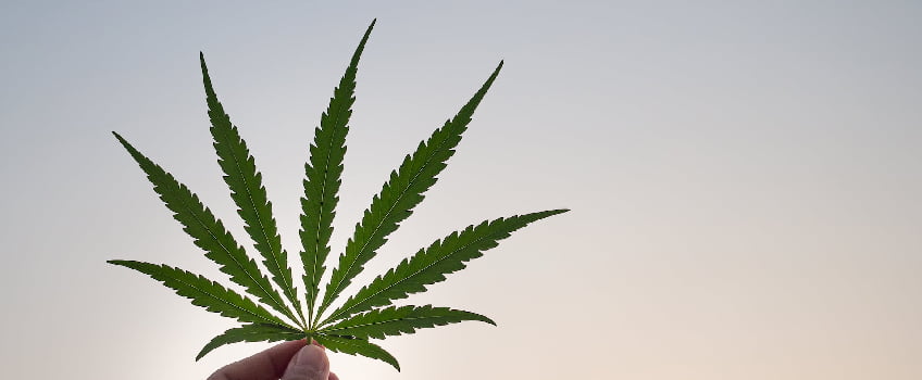 Cannabis Leaf