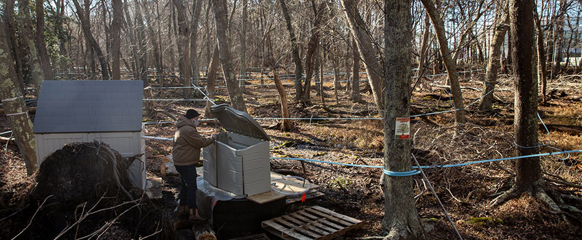 piping into maple trees