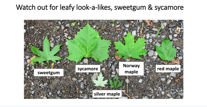 NJ Maple Stockton