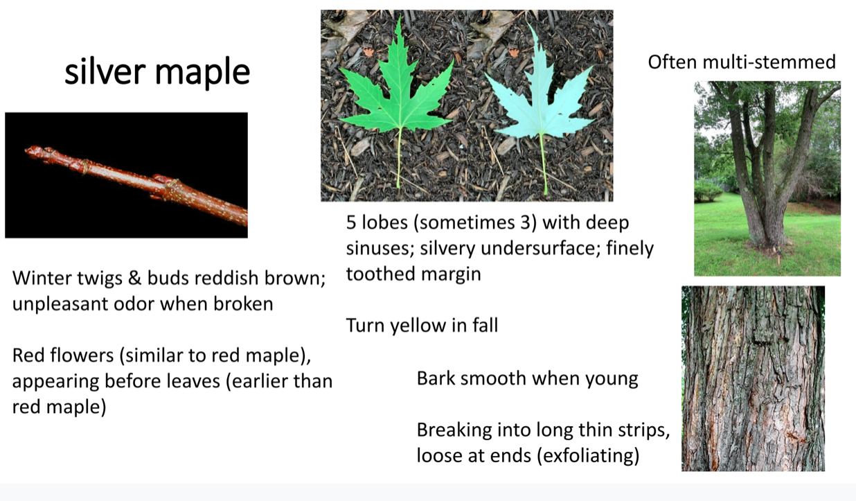 NJ Maple Stockton