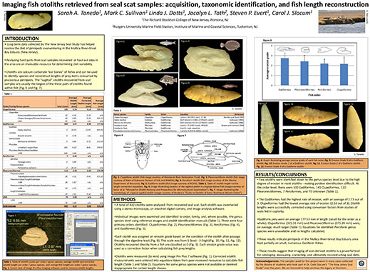 Fish Otoliths Harbor Seal Scat