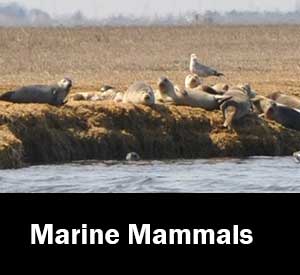 Marine mammals