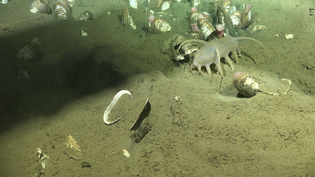 astrobiology2 sea pig