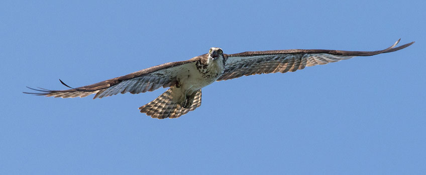 osprey