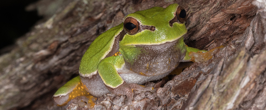 Pine Barrens Tree Frog