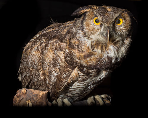 taxidermy owl