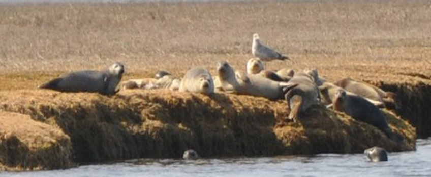 harbor seals