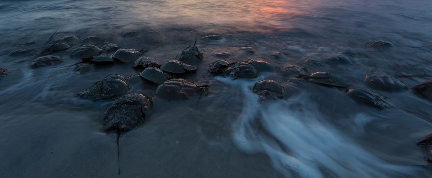 Horseshoe Crabs