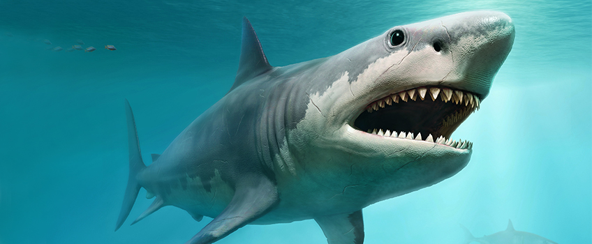 Megalodon shark