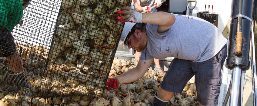 oyster planting