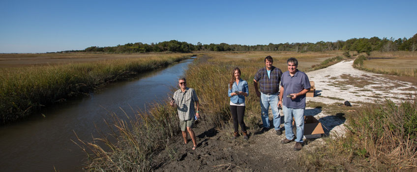 Terrapin release in the saltmarsh