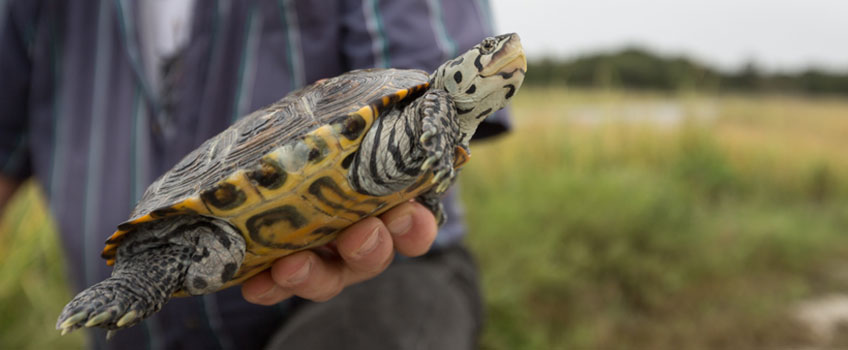 Terrapin Release