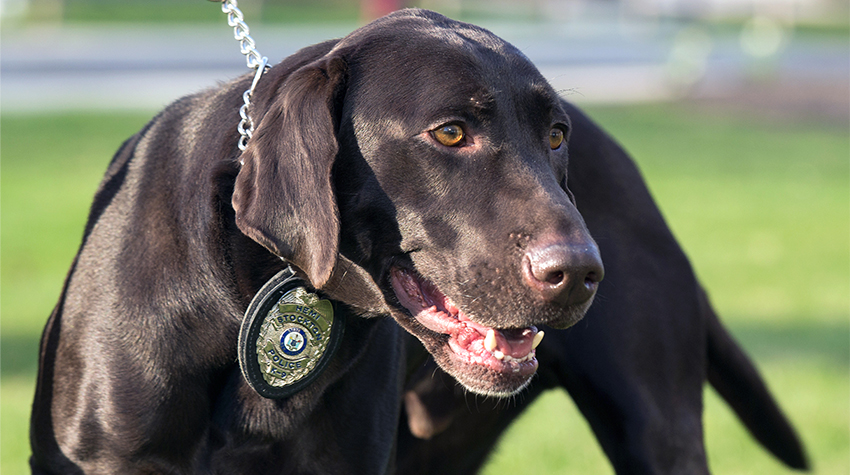 Hemi with his badge.