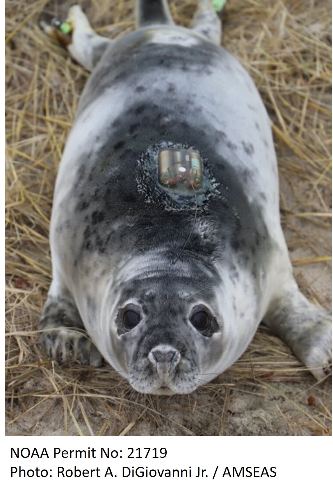 seal tagged amseas