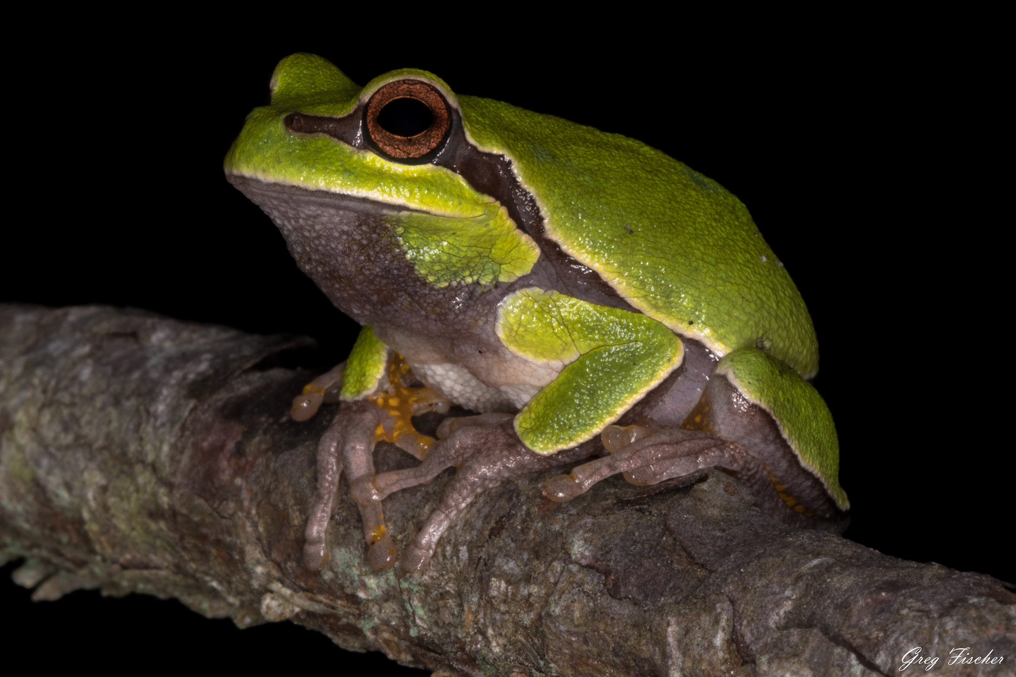 Pine Barrens Tree Frog 