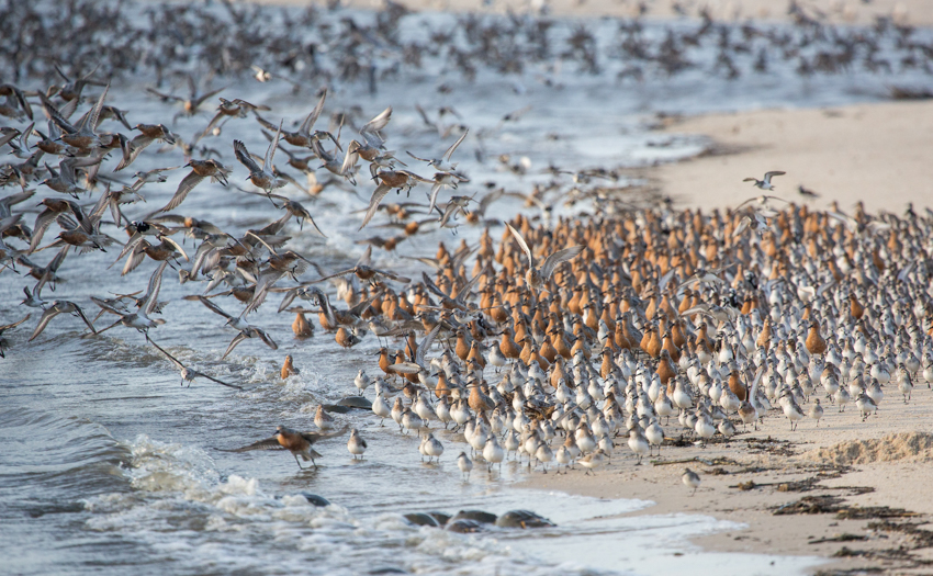 shorebirds