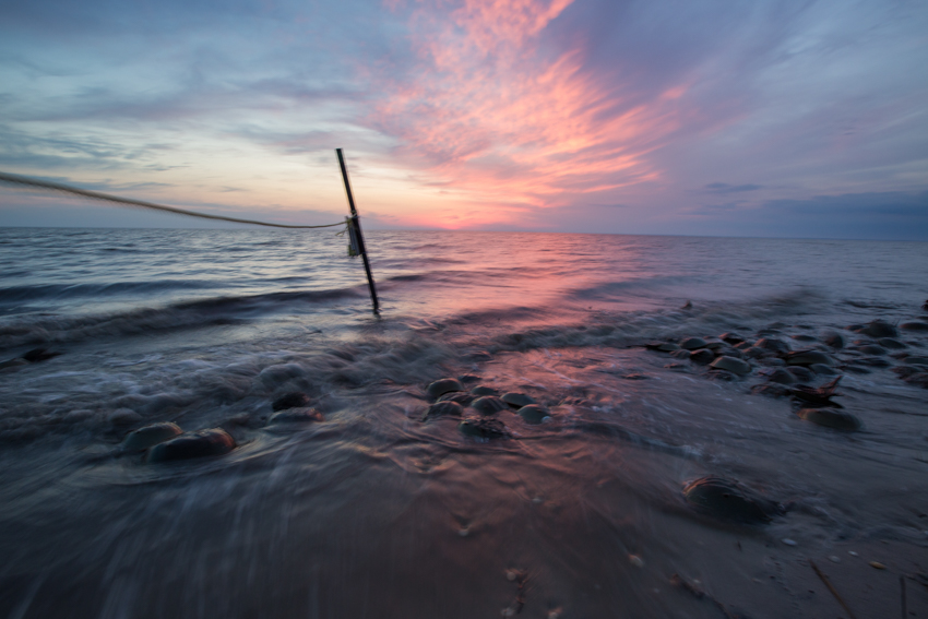 horseshoe crabs spawning on delaware bay