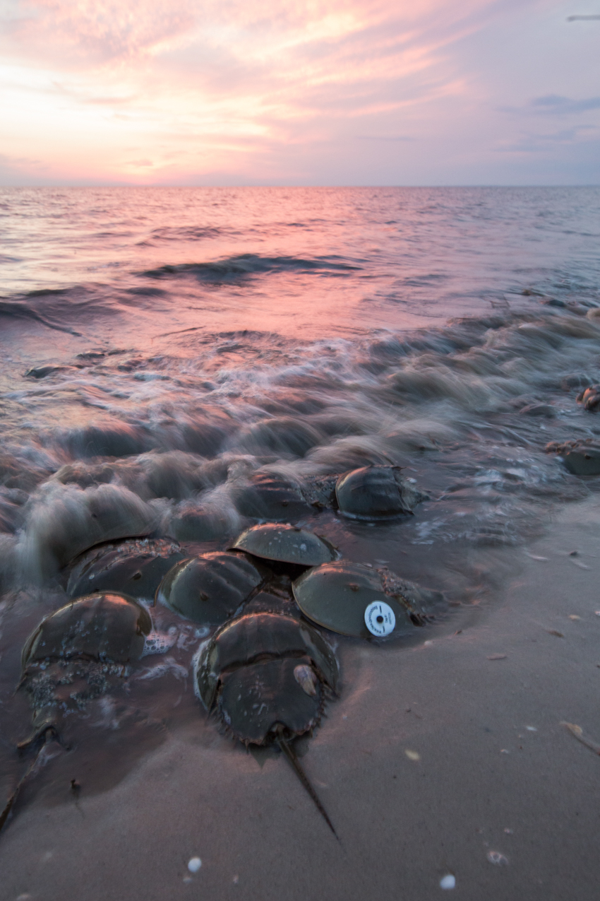 horseshoe crabs on delaware bay