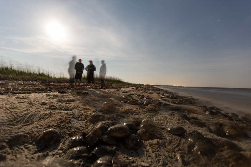 Horseshoe crabs on Delaware Bay