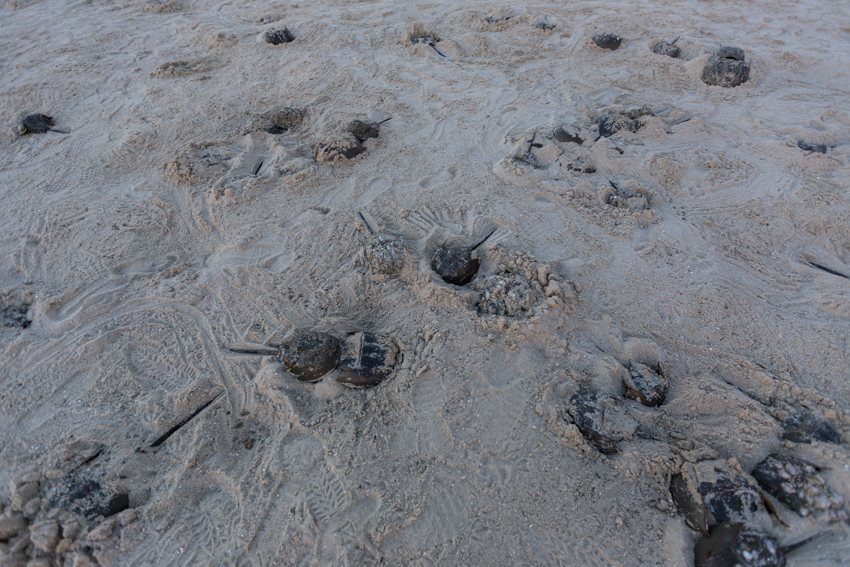 horseshoe crabs