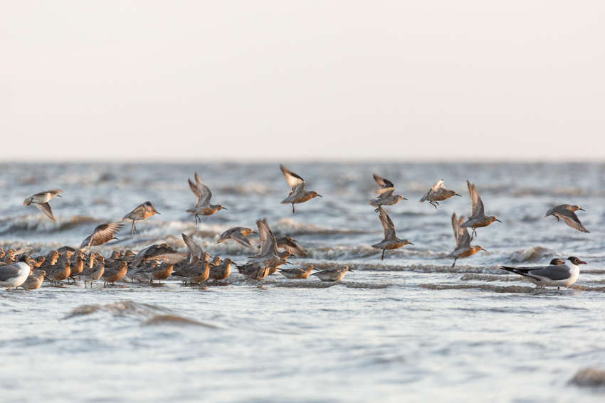 red knots