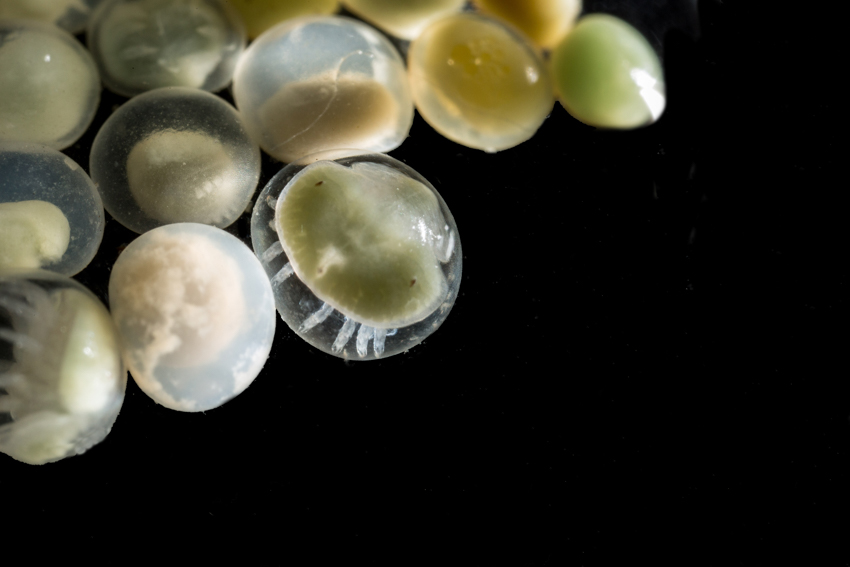 Horseshoe Crab eggs