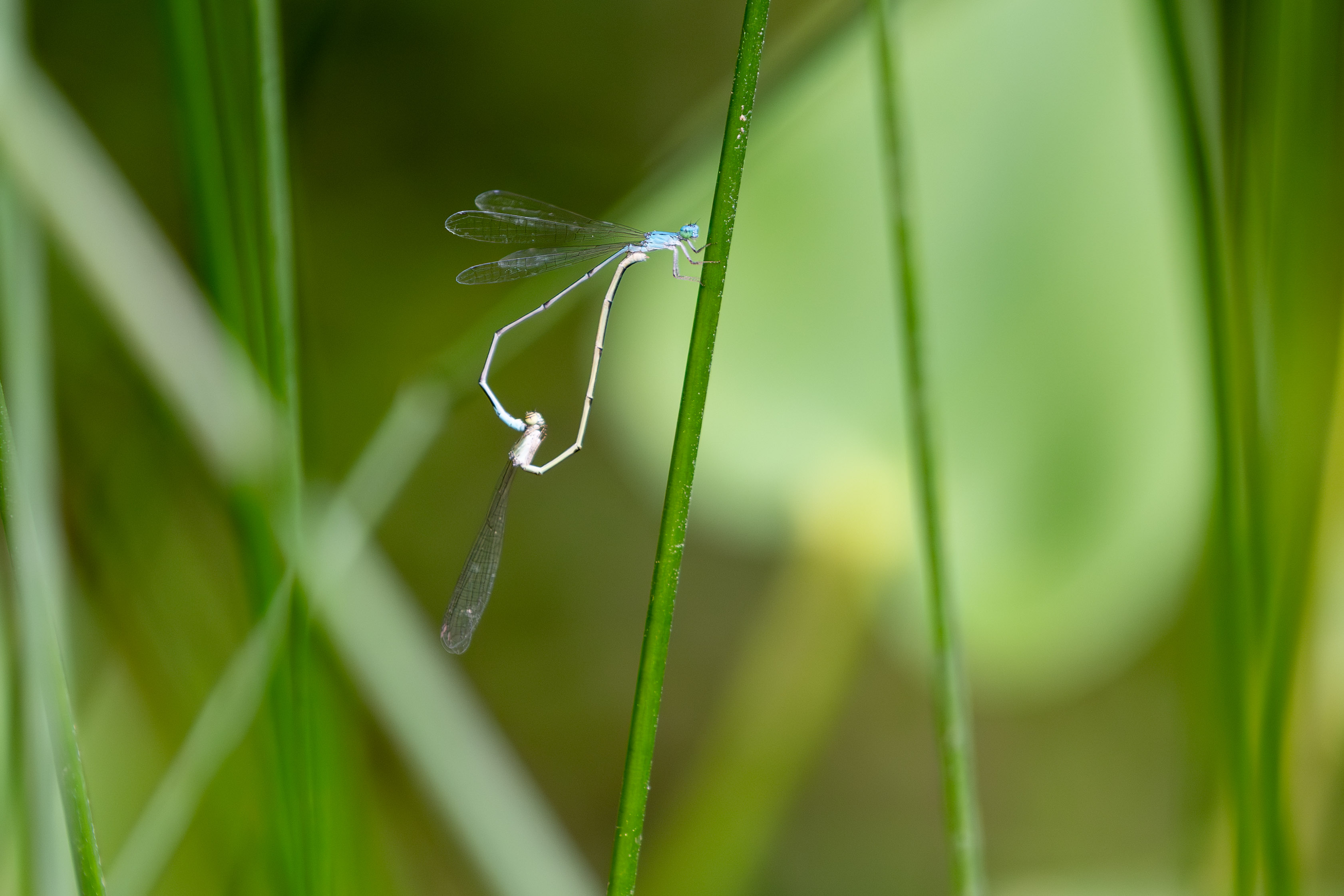 damselfly damselfly