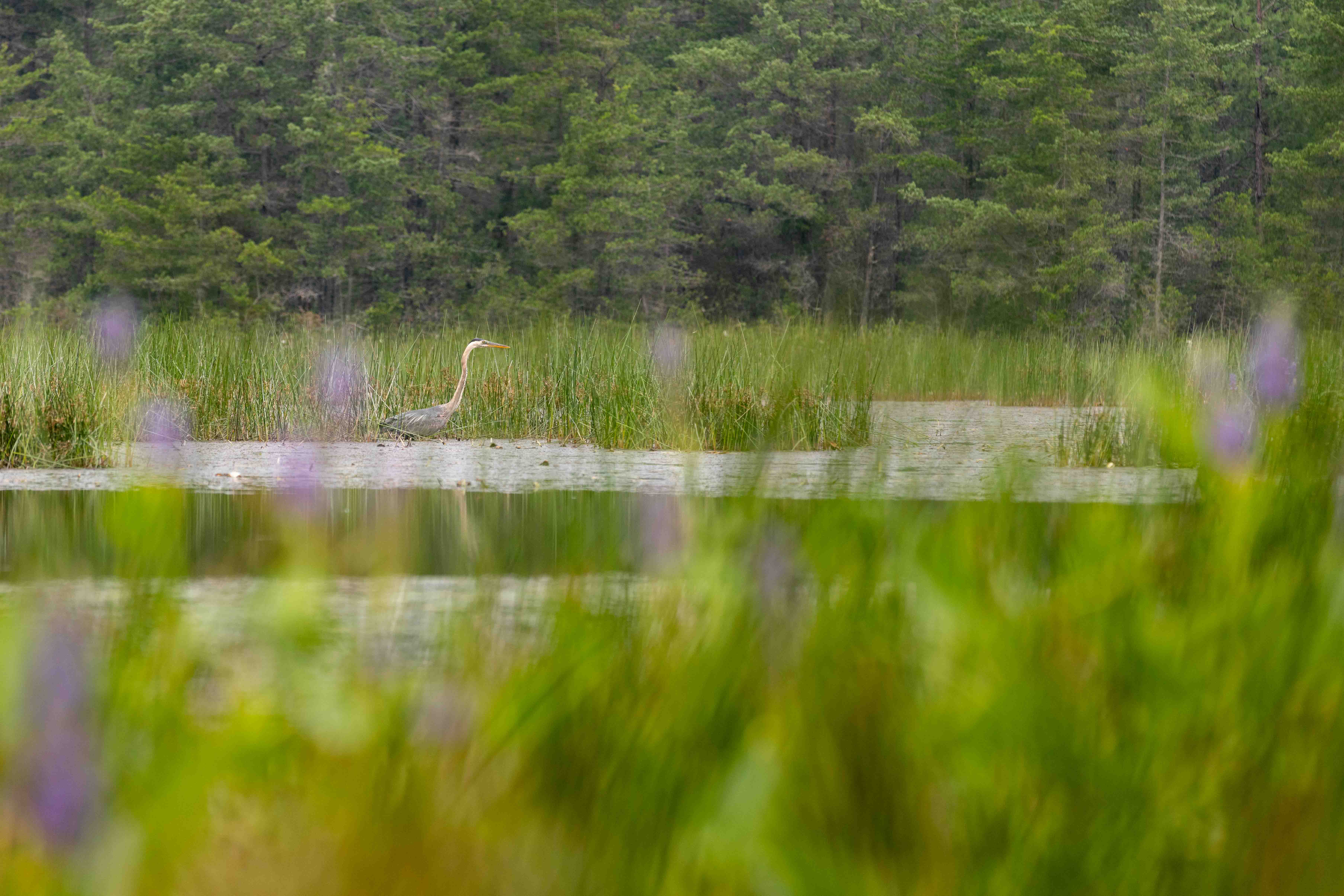 blue heron blue heron