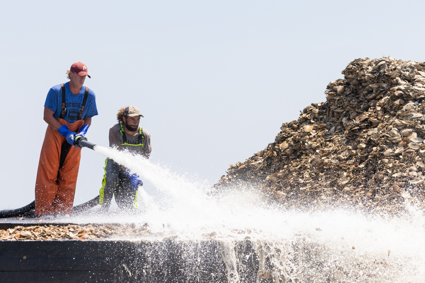 oyster planting