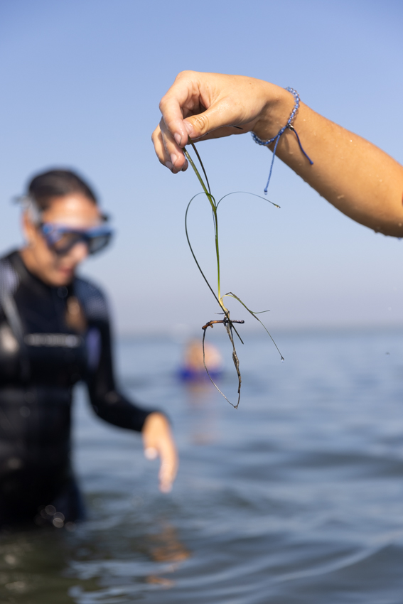 eelgrass