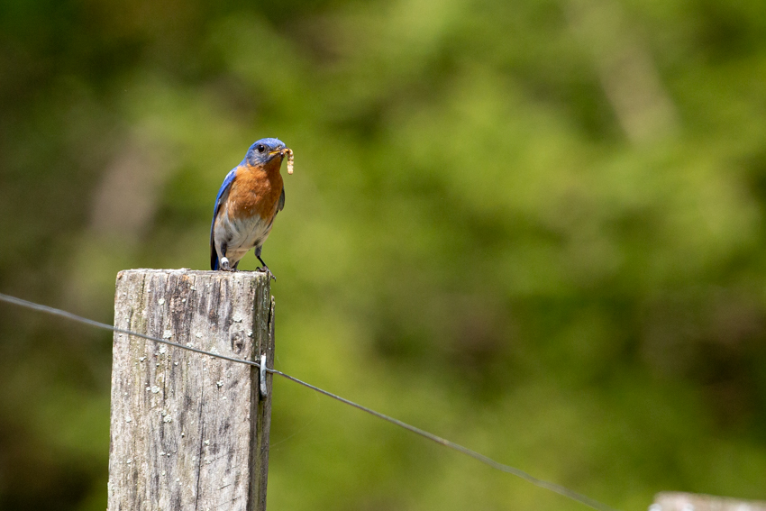 blue bird