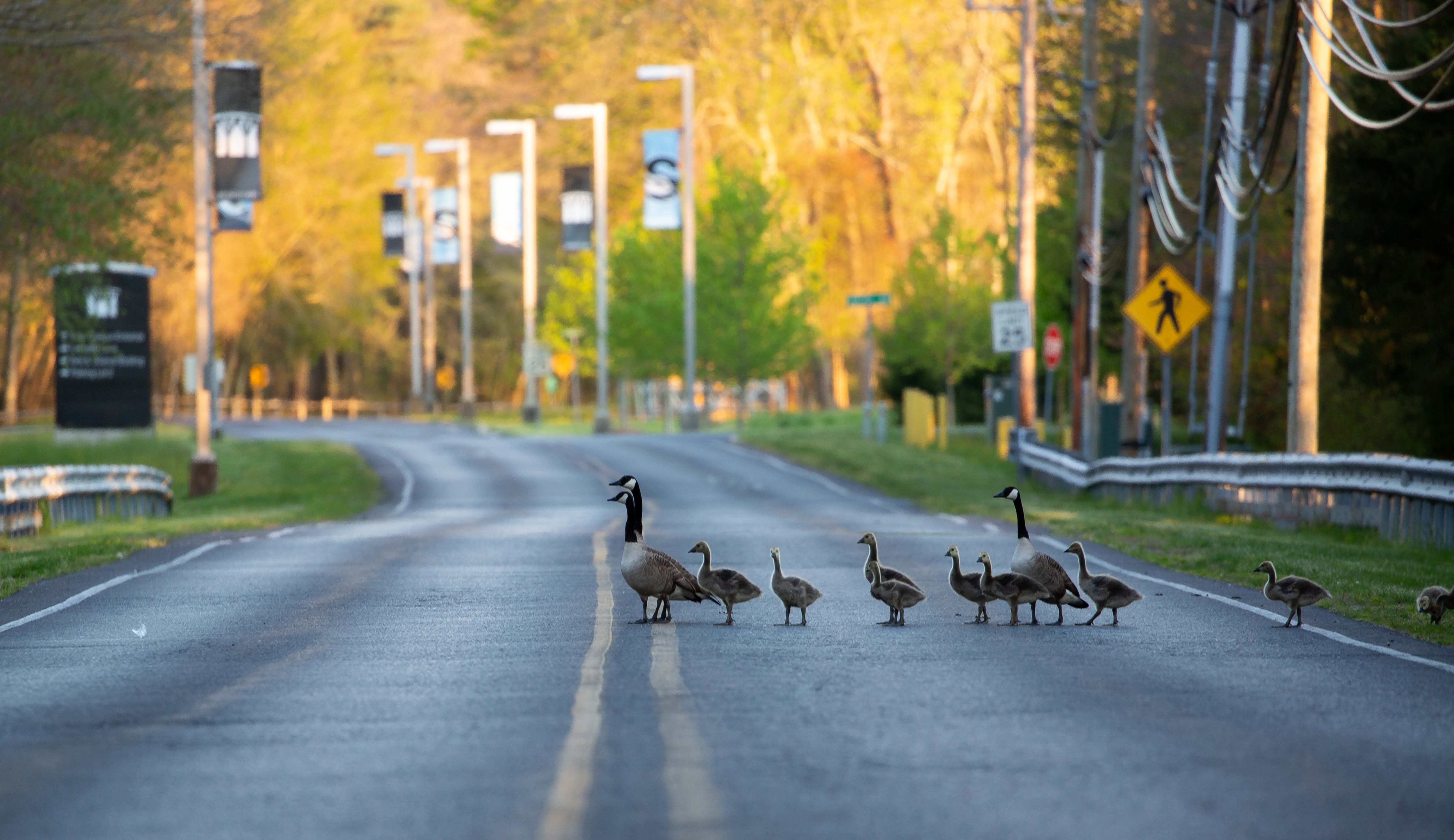 geese