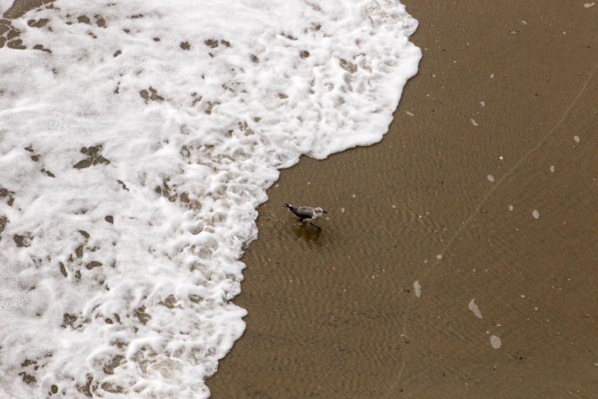 gull below