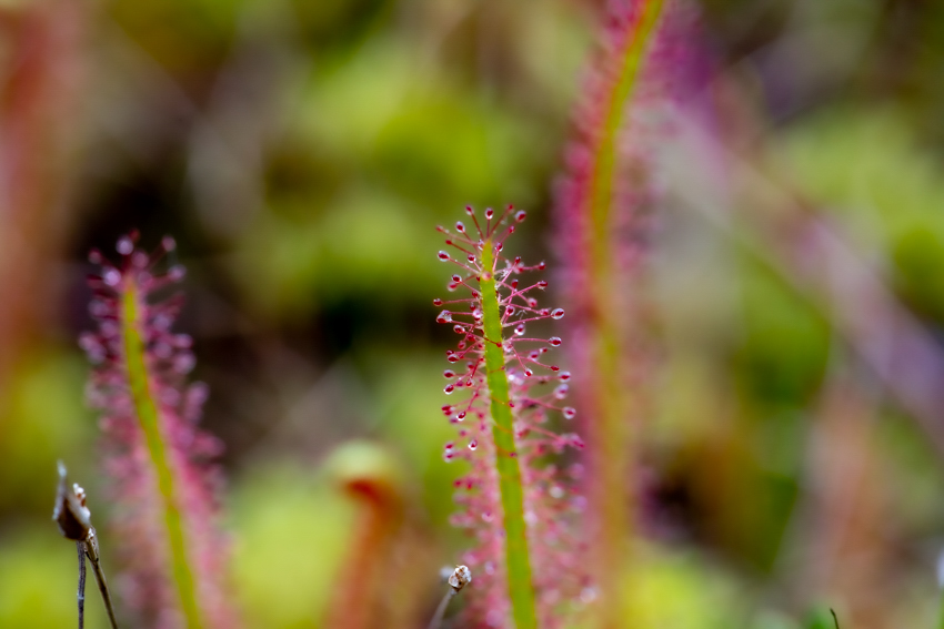 sundew