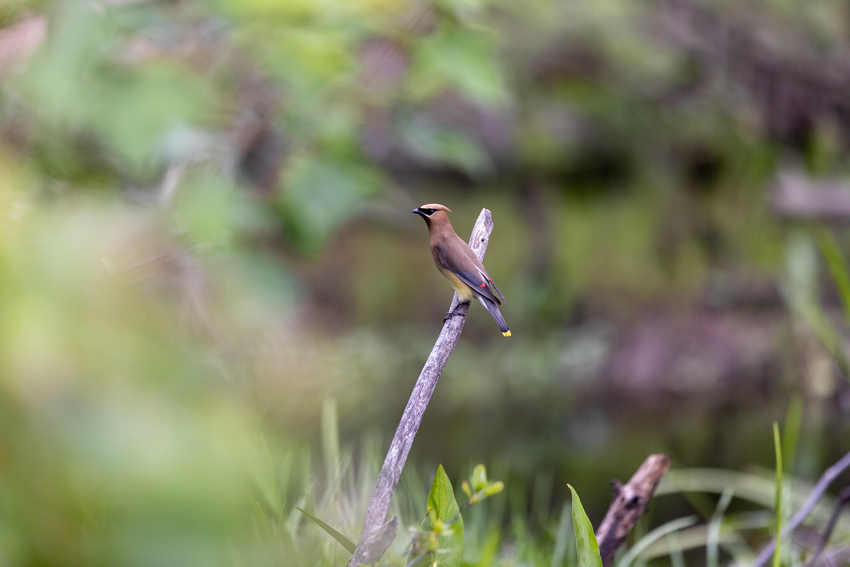 cedar waxwing